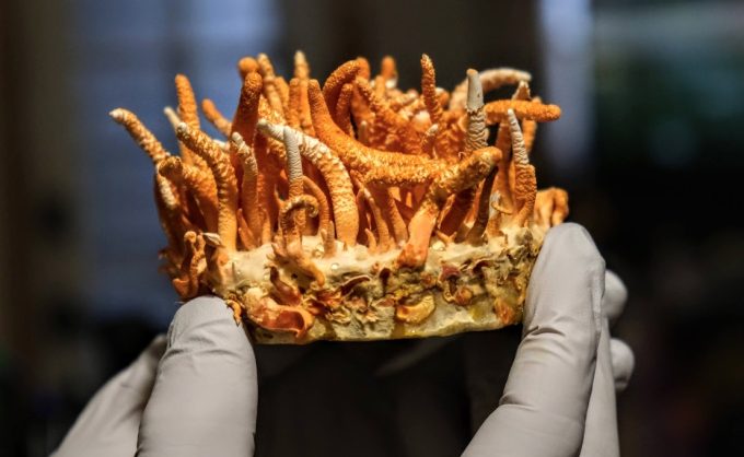 Organic Cordyceps Powder | Grown in the UK | 50g