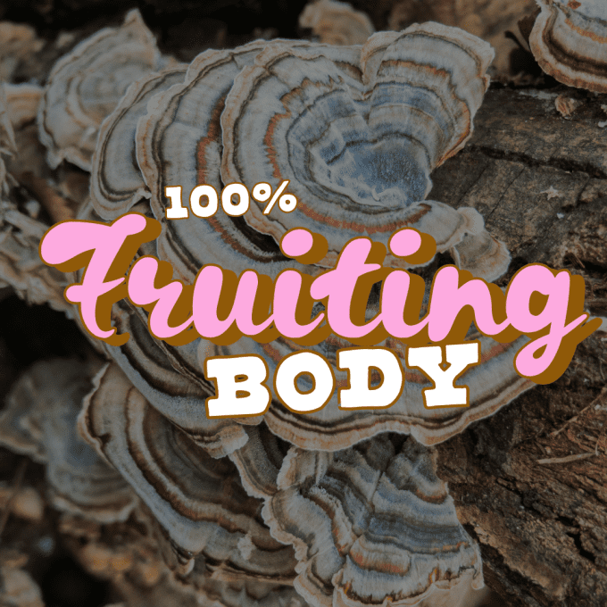 Organic Turkey Tail Mushroom Coffee | Grown in the UK | (250g)