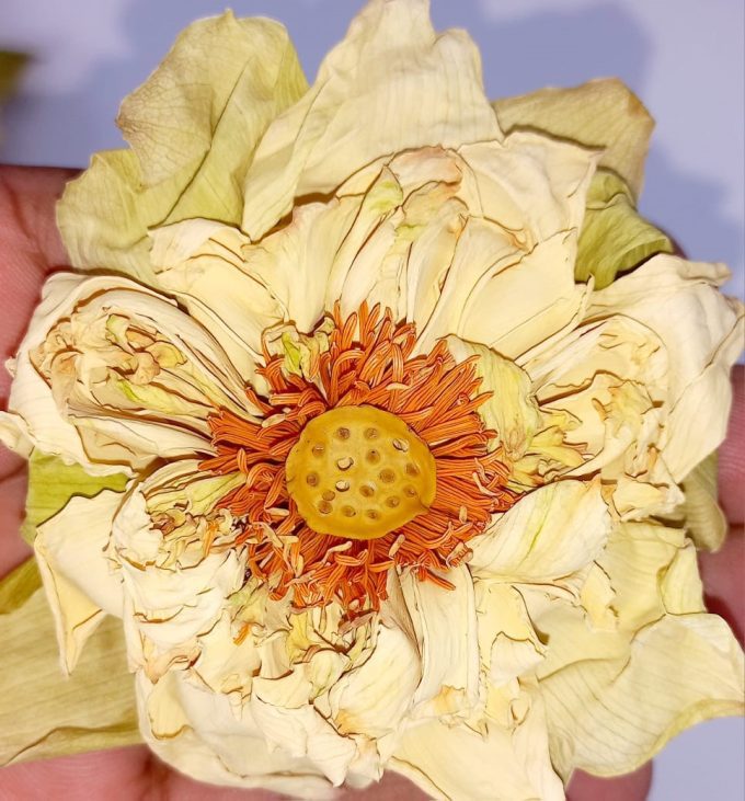 White Lotus Flowers (50g)