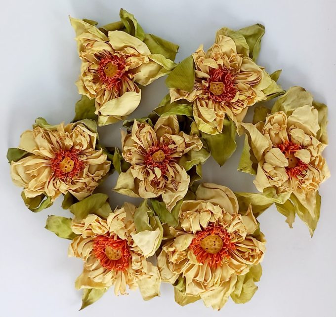 White Lotus Flowers (50g)